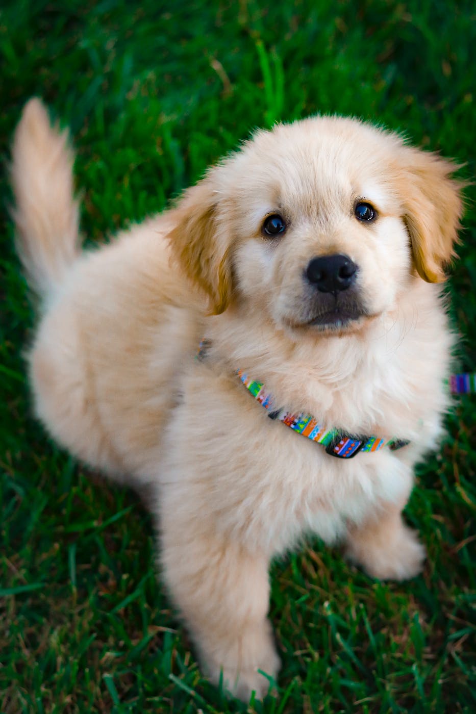 A golden retriever puppy with a colorful collar looking up at the camera