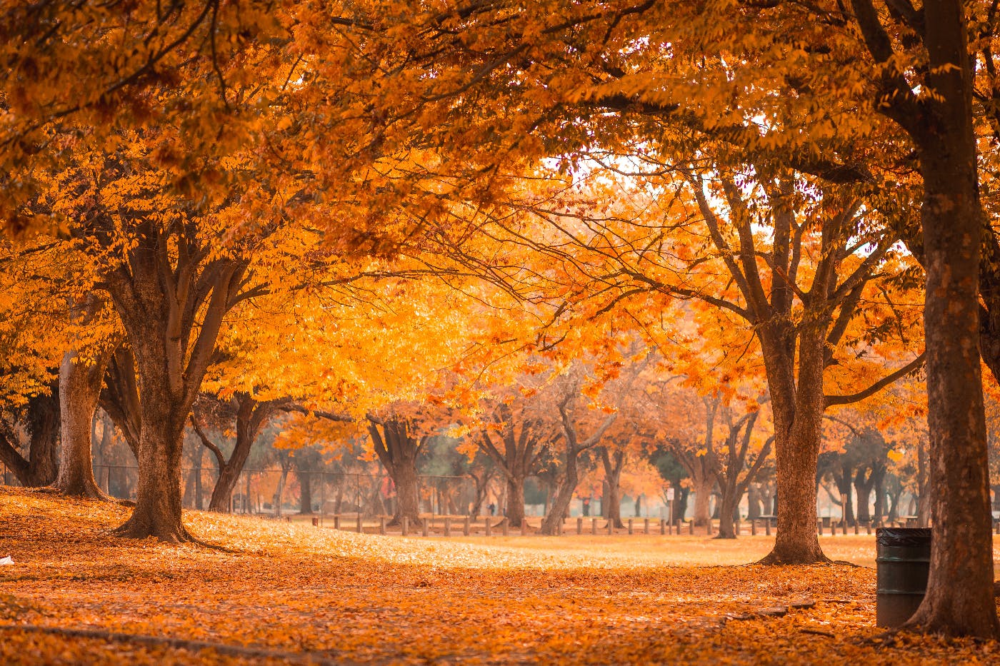 a park with the ground covered in colored leaves and the trees full of color