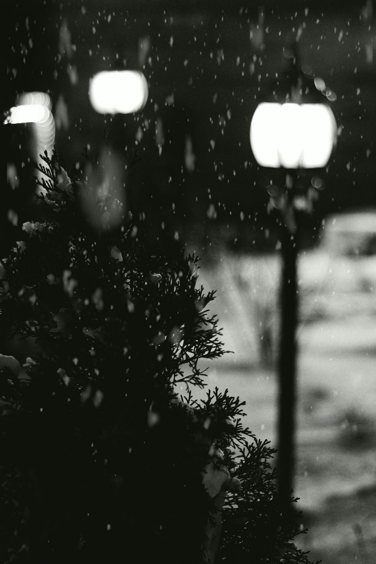 A black and white scene of a christmas tree on a snowy street with streetlights.