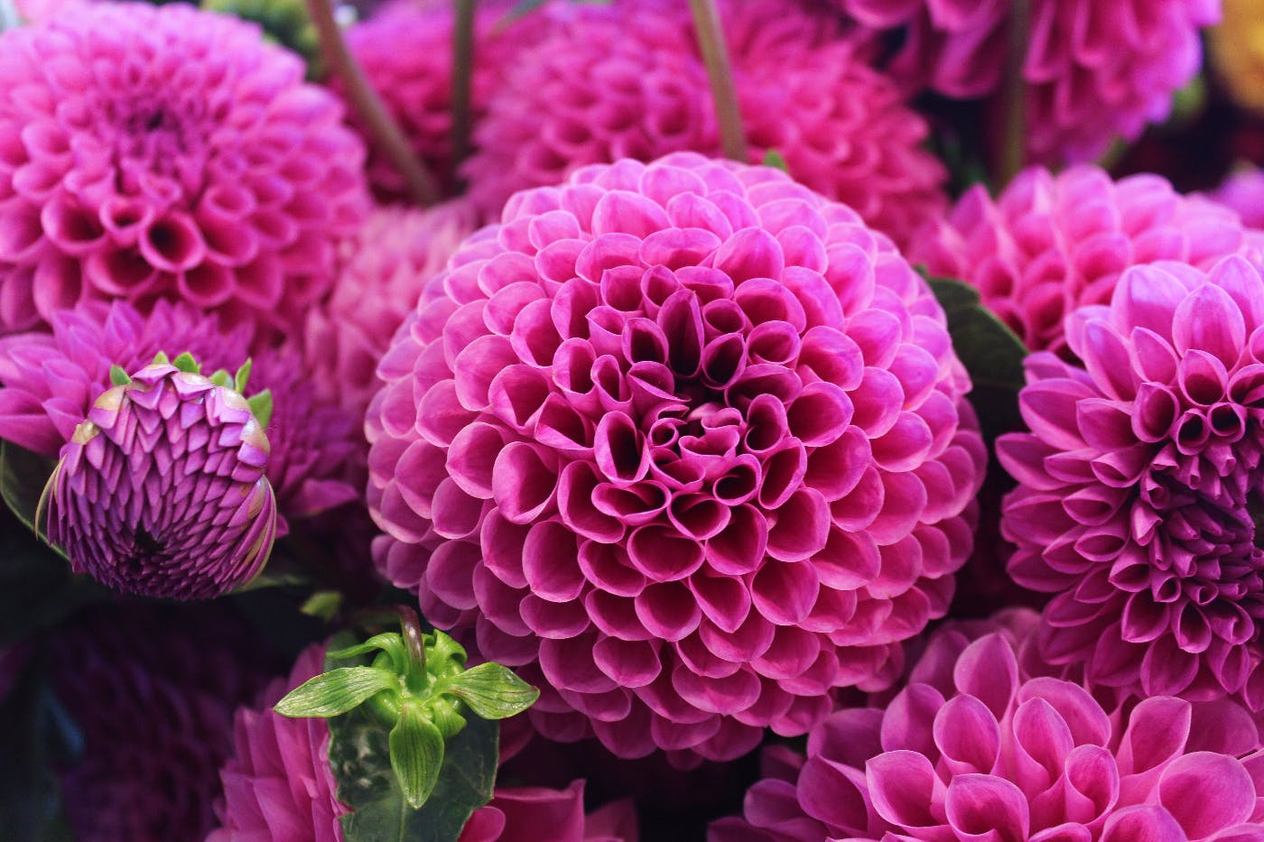 close up of pink flowers in bloom