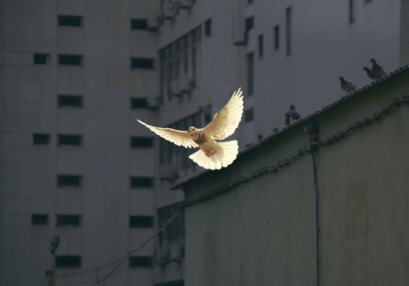A dove in flight in a city