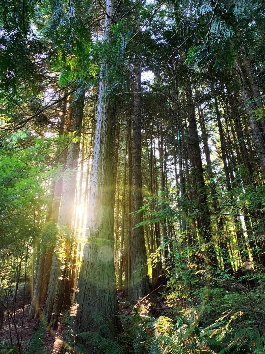 sun light through the trees in a forest