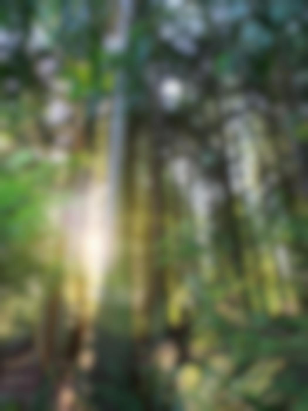 sun light through the trees in a forest