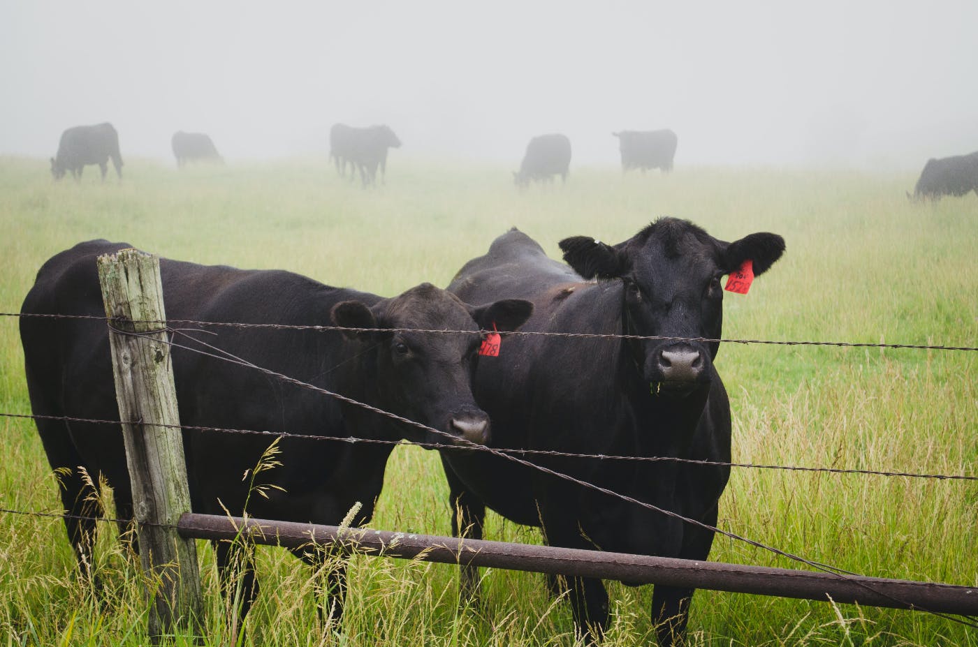 cows with ear tags