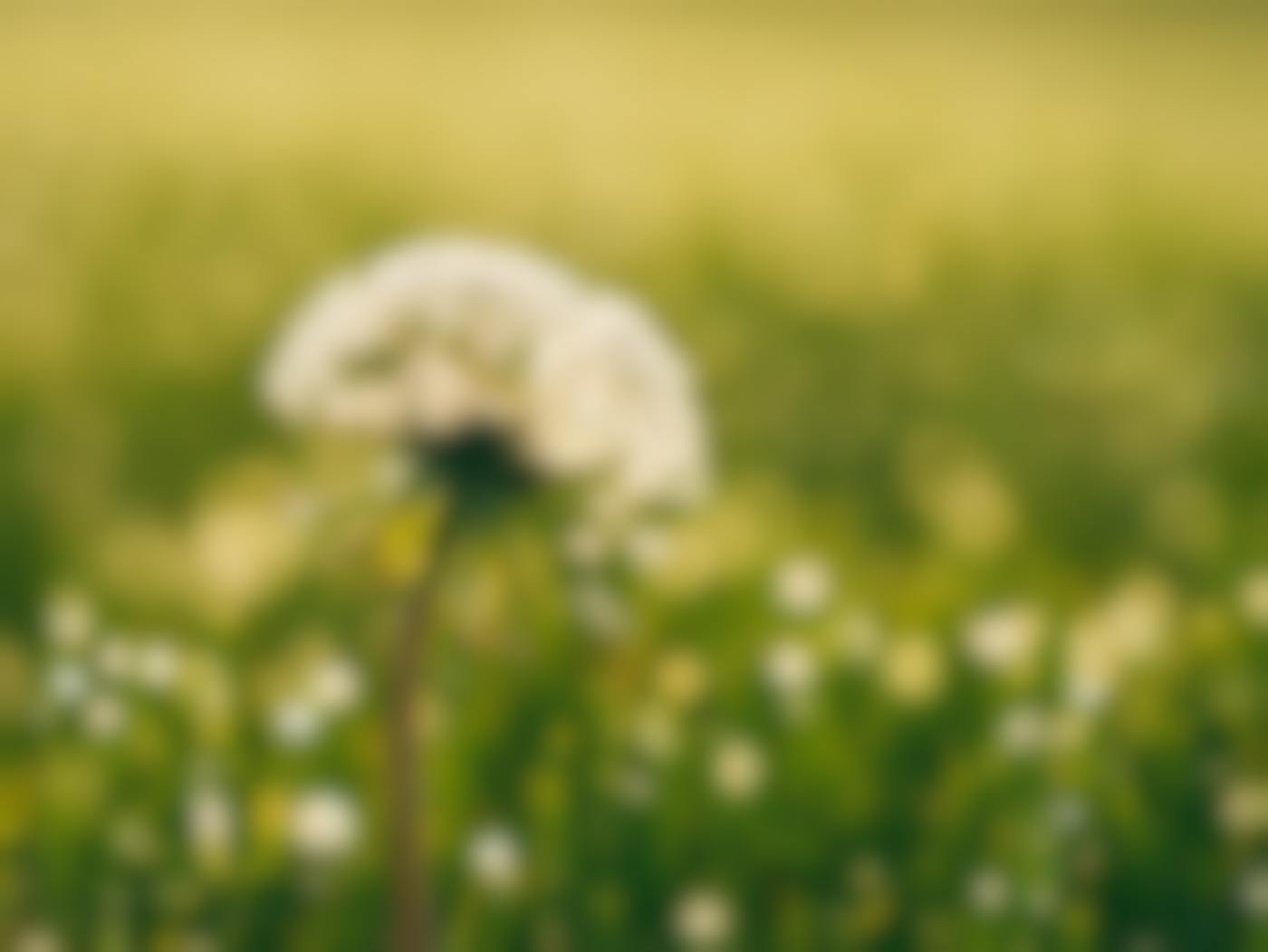 A dandelion in seed