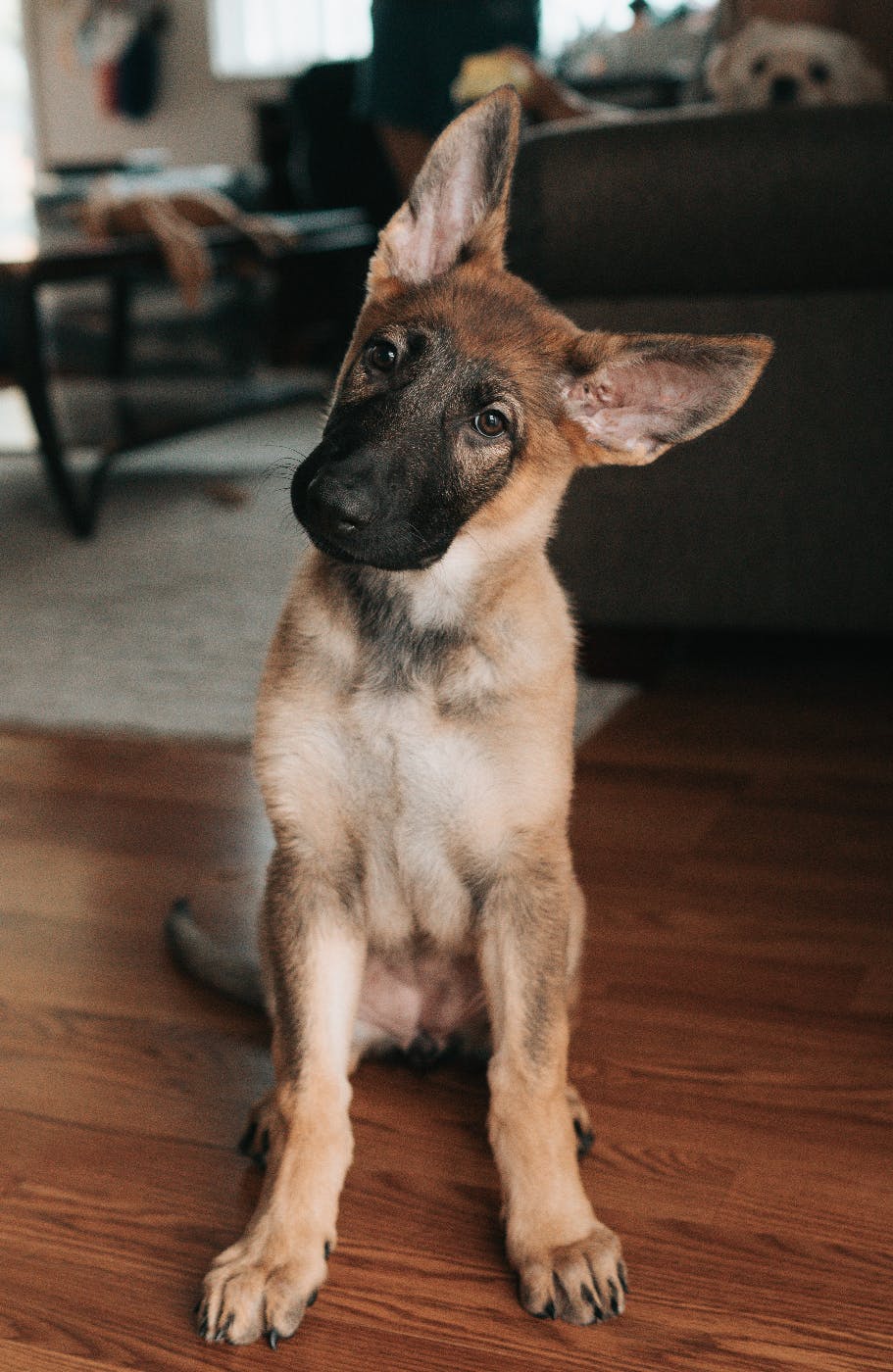 A German Sheperd puppy with large ears