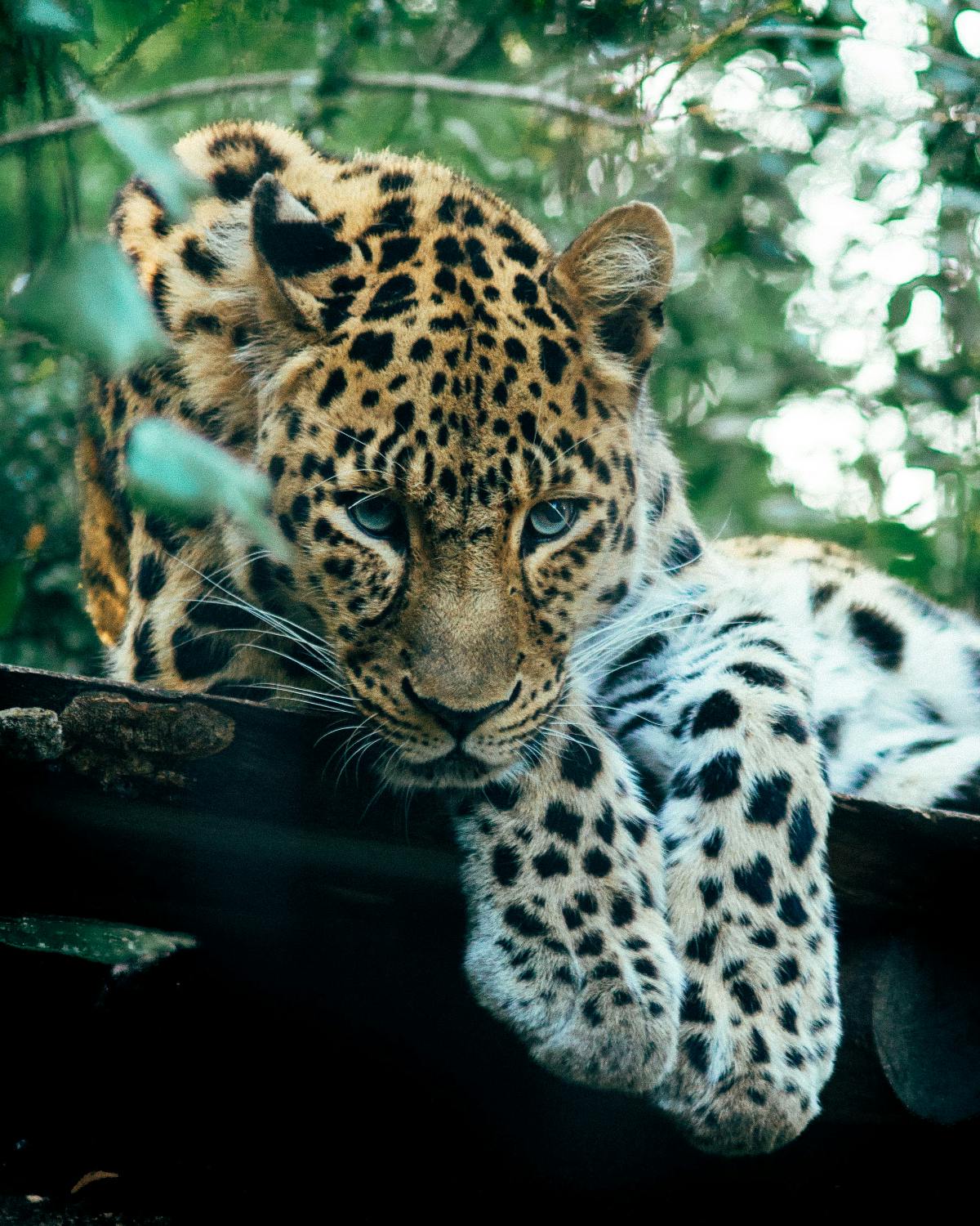 A leopard sitting in a tree looking at something intently