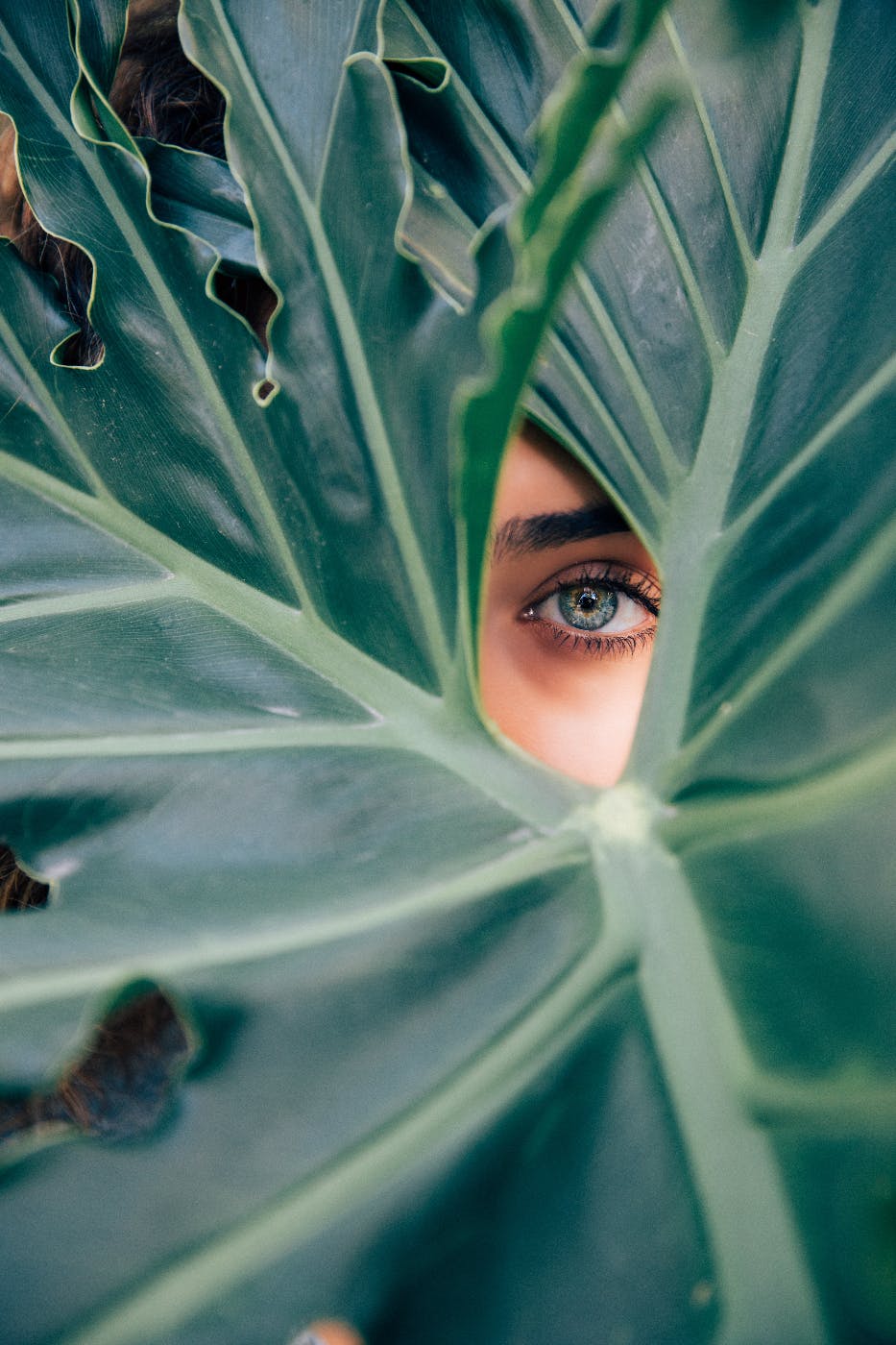 A woman's crystal blue eye looking out from behind lartge leaves