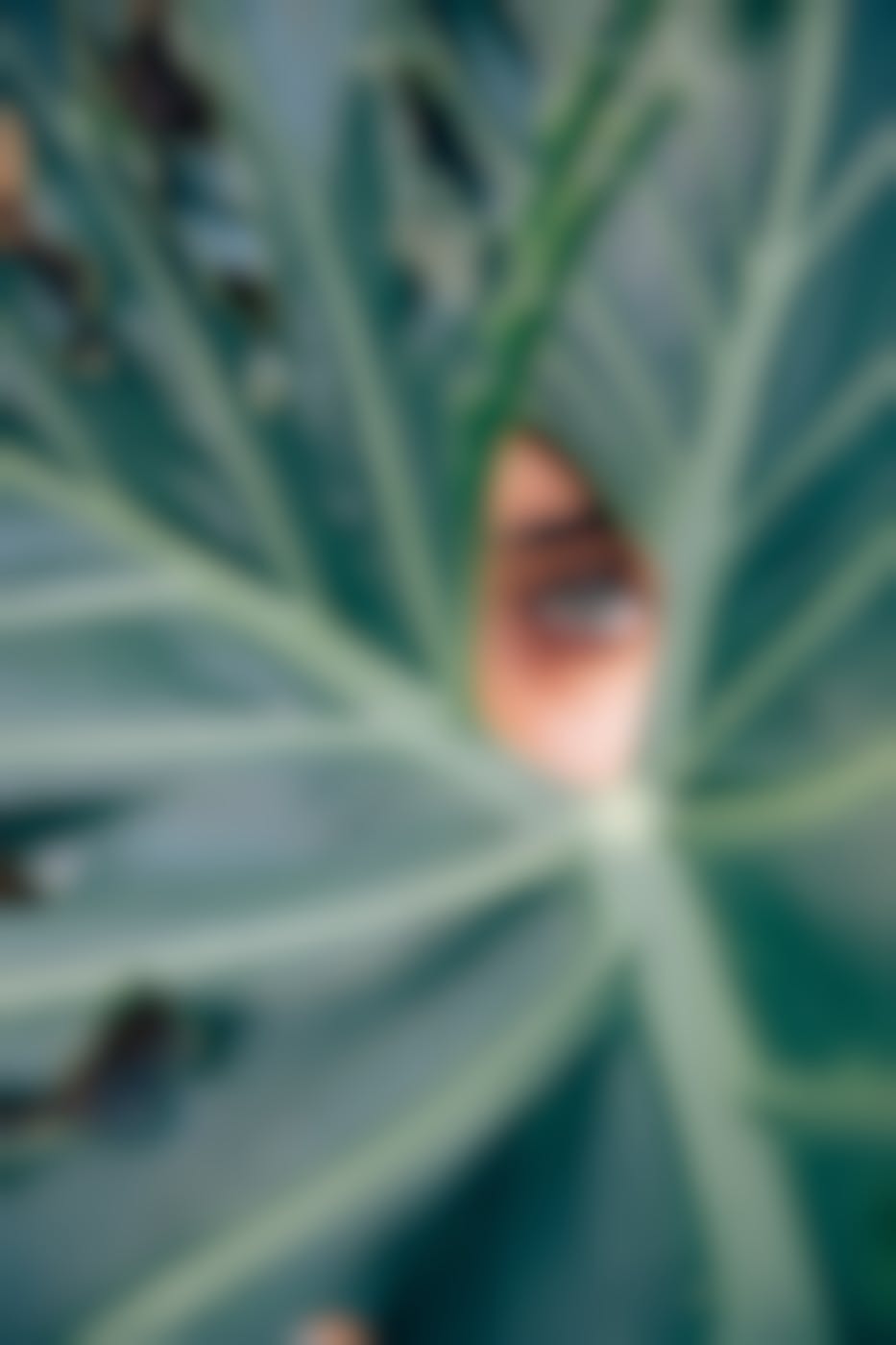 A woman's crystal blue eye looking out from behind lartge leaves