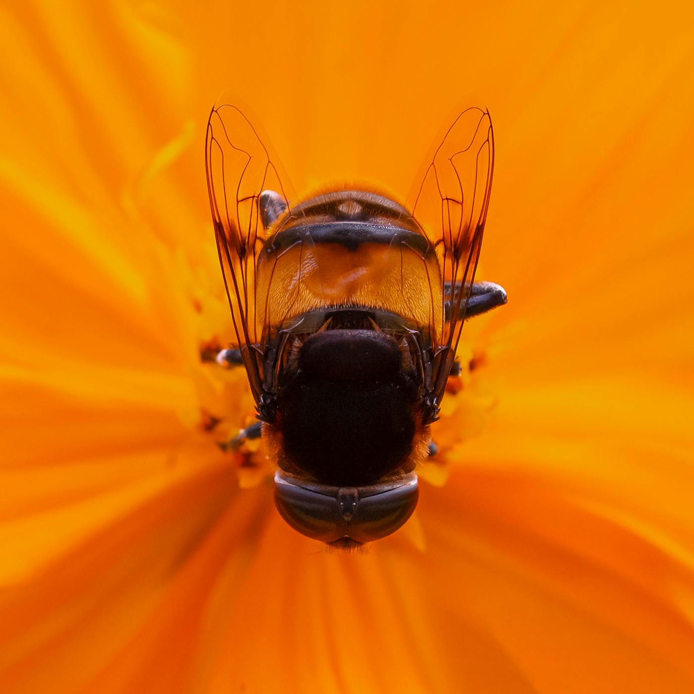 A close up of a bee in the middle of an orange flower