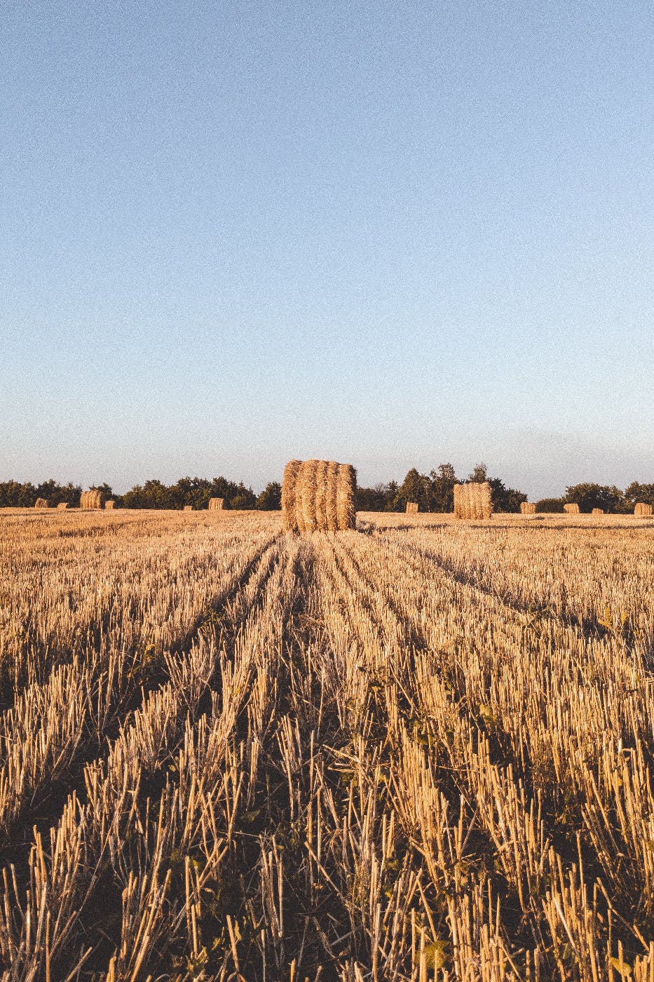 Giant rolls of hay in a golden field against a blue sky