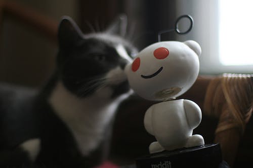 cat kissing reddit mascot