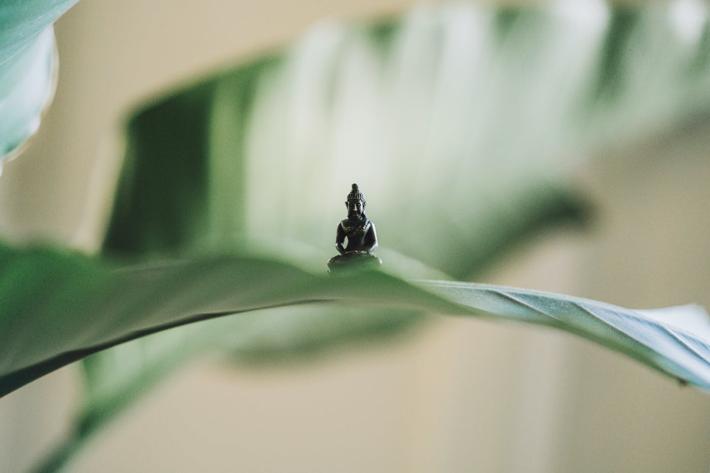 a tiny buddha statue sitting on the leaf of a houseplant
