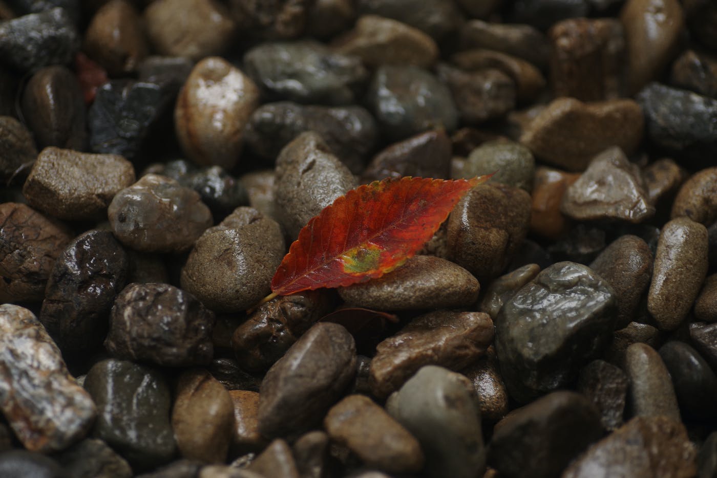 a small red leaf among wet rocks
