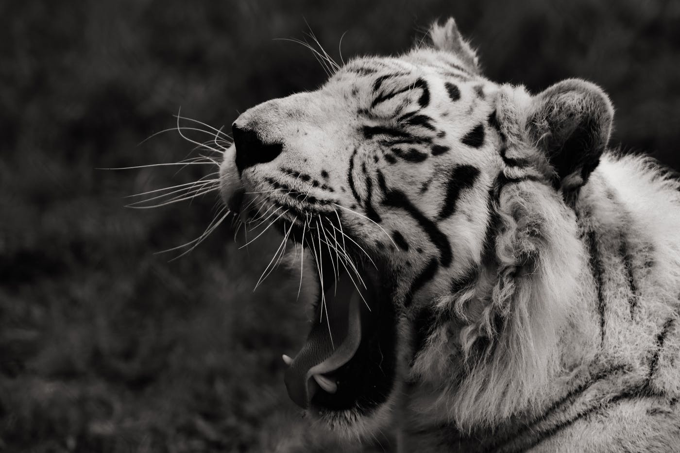 a white tiger mid yawn