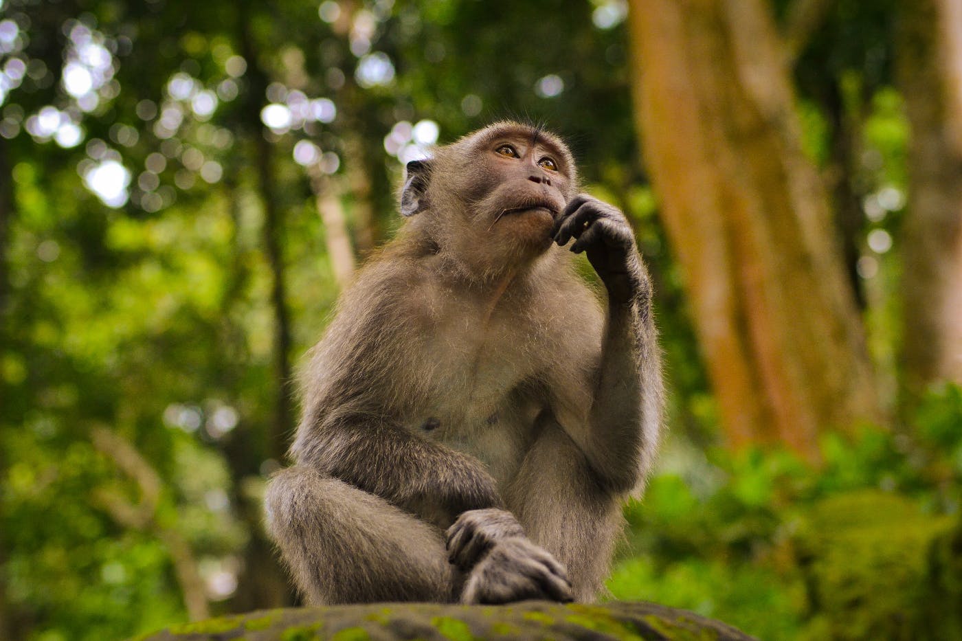 A monkey sitting and thinking