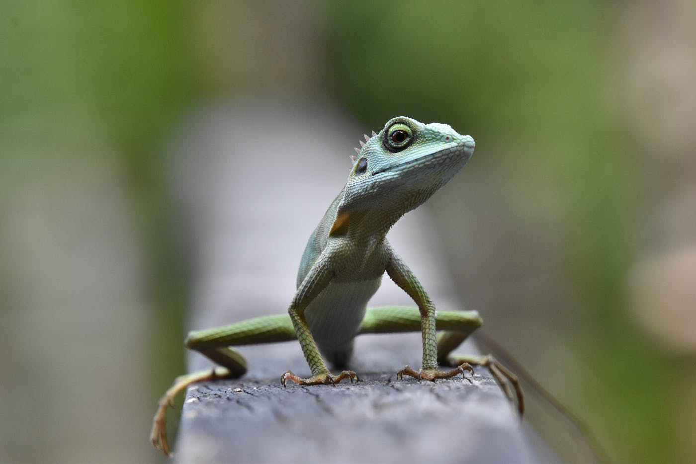 A green lizard on a porch railing