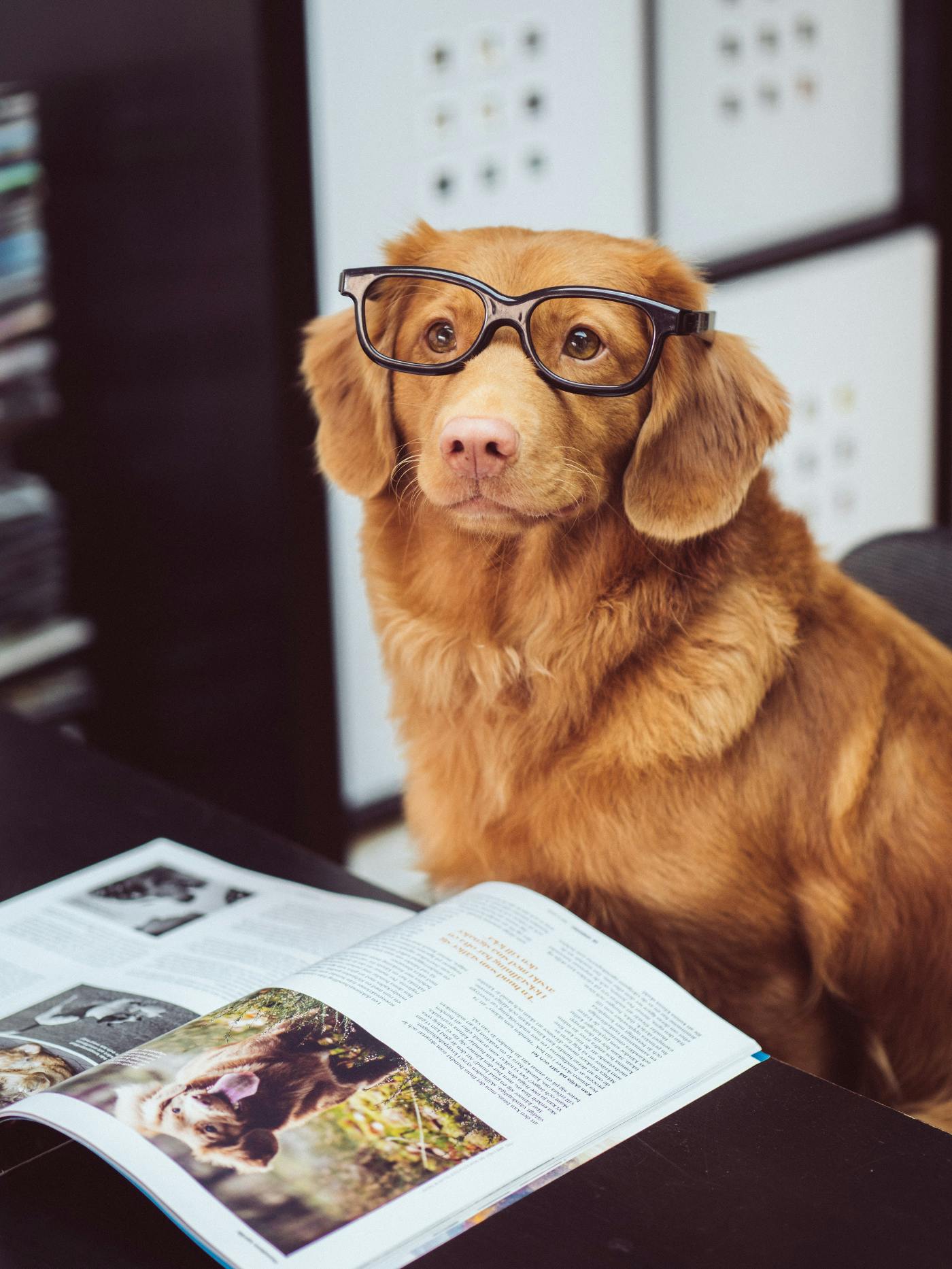 A golden retriever wearing glasses sittign in front of an open book.