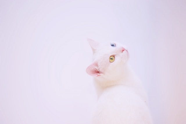 white cat with green and blue eye