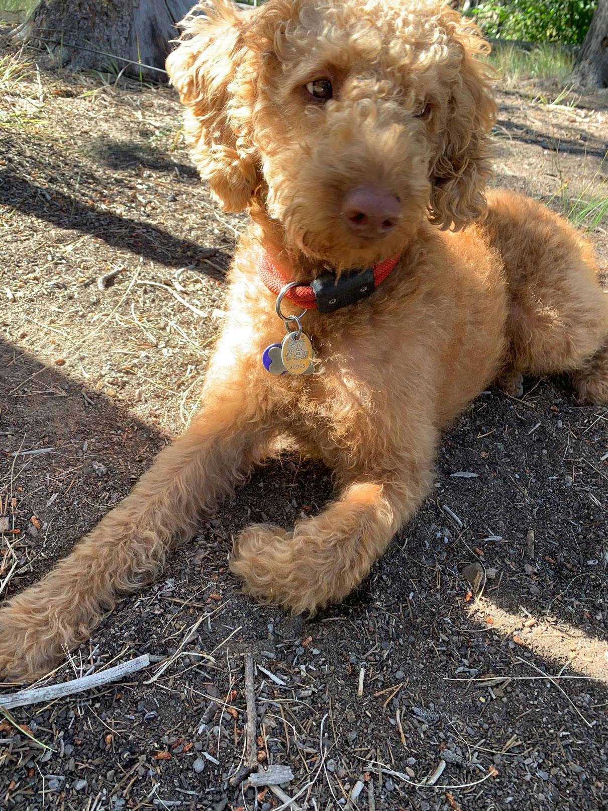 golden doodle laying on ground looking to the right