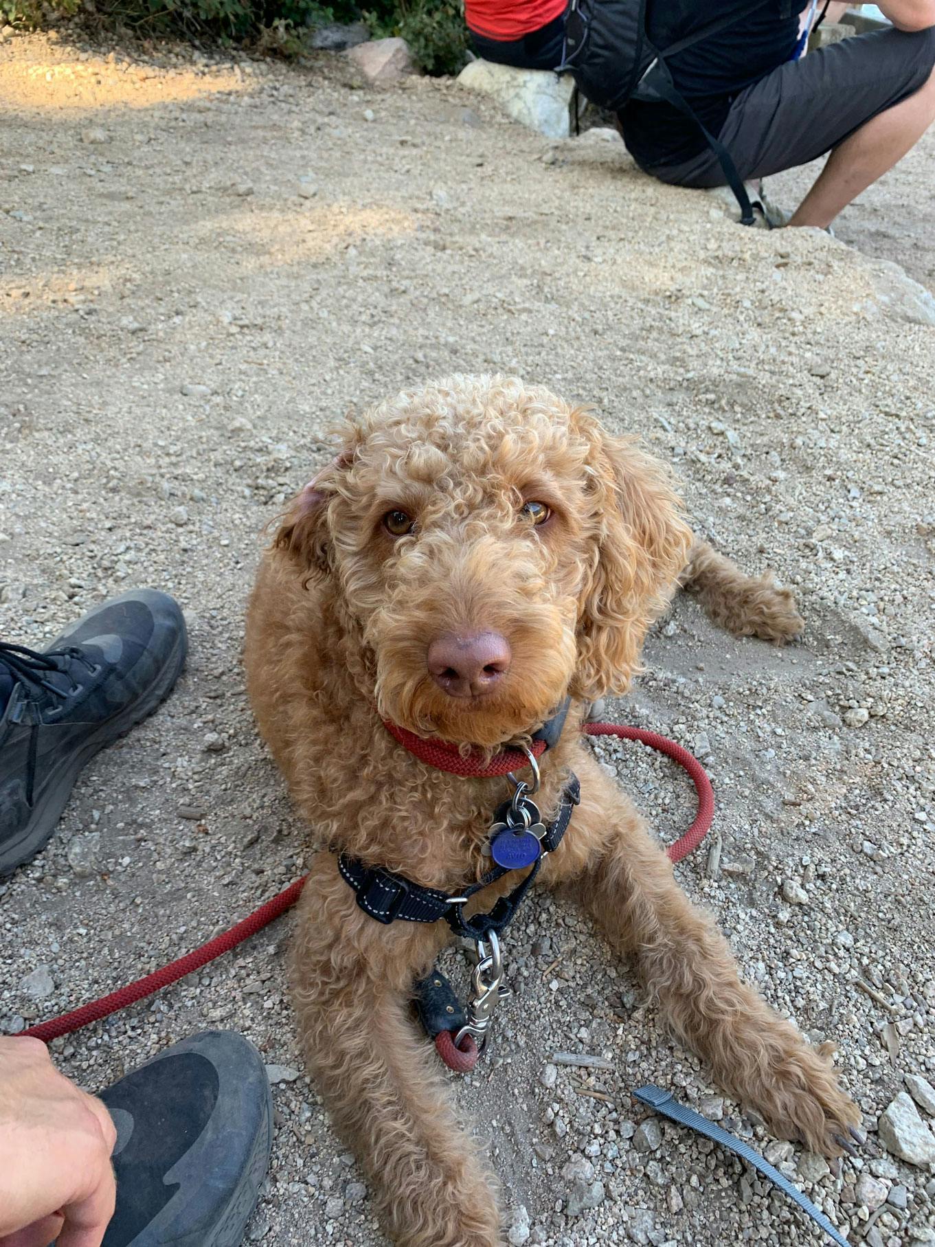 very cute goldendoodle with red leash