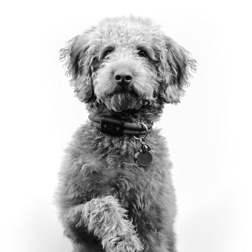 golden doodle holding up his paw