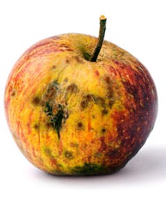 decomposing apple