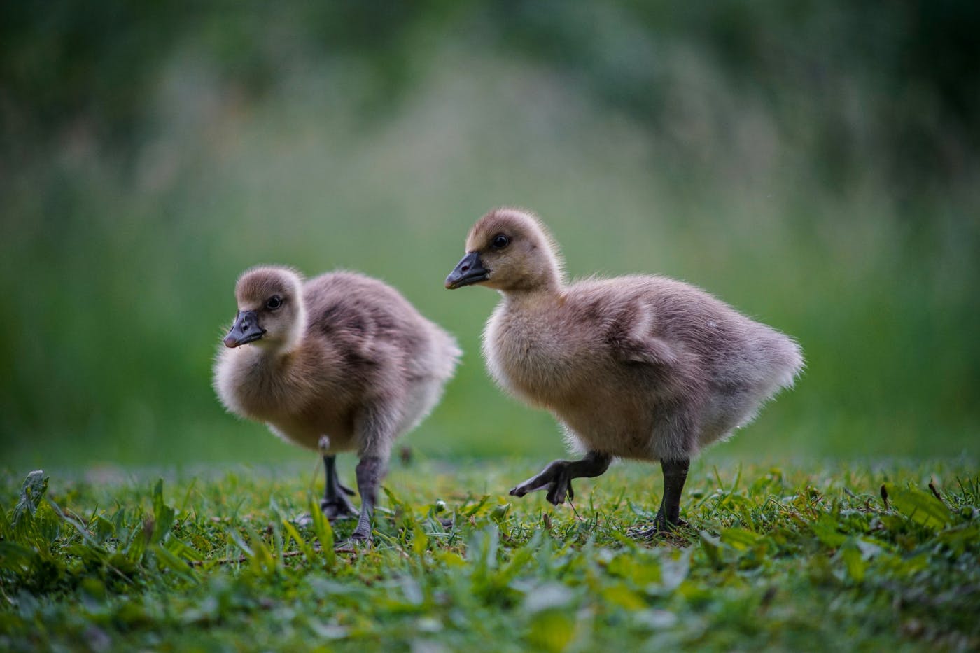 Two brown cygnets