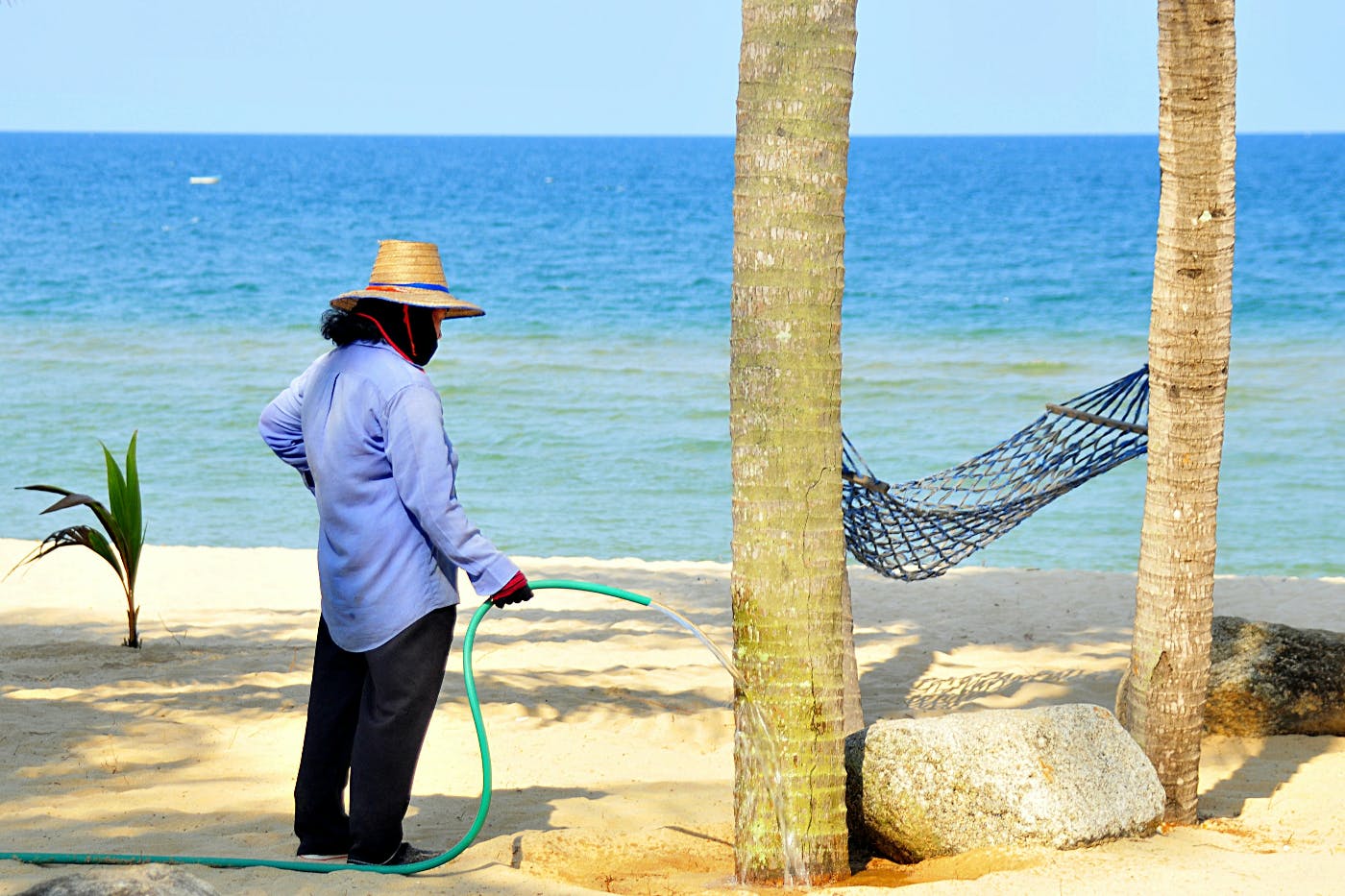 A woman in a straw hat watering palms trees on a beach