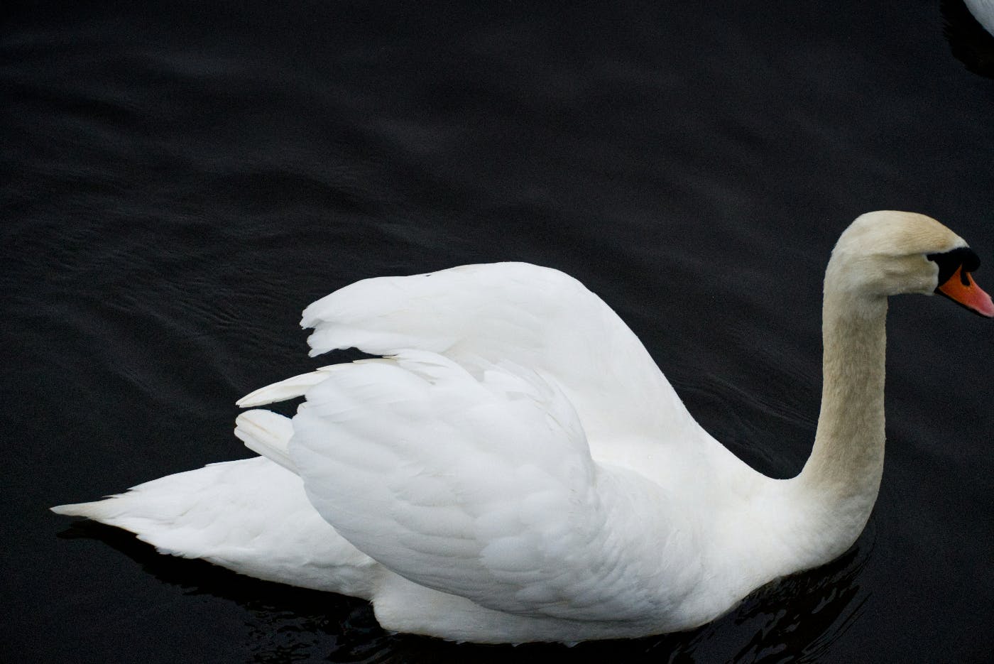 A white swan on black water