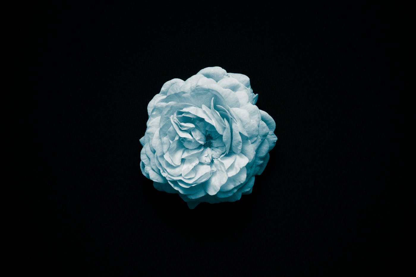 A single blue flower on a black background