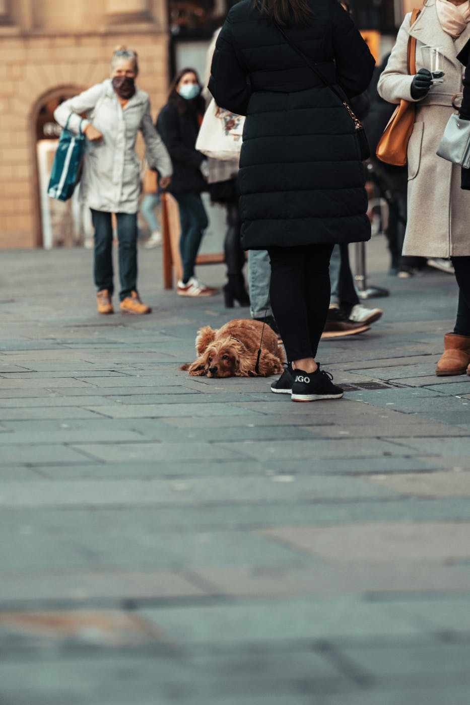 A dog asleep on the ground in a crowd