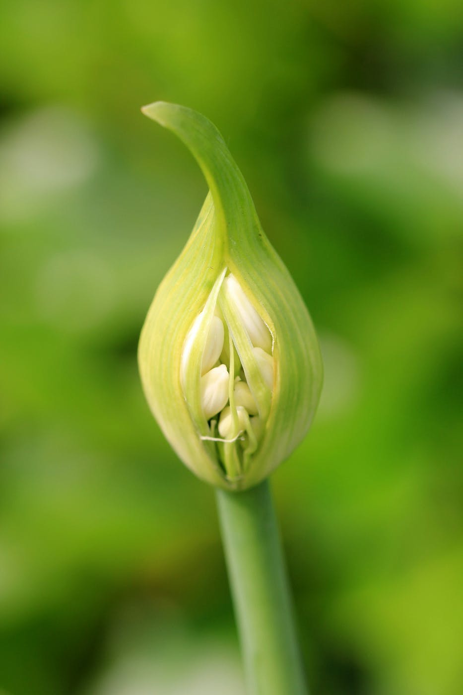 A flower just about to bloom