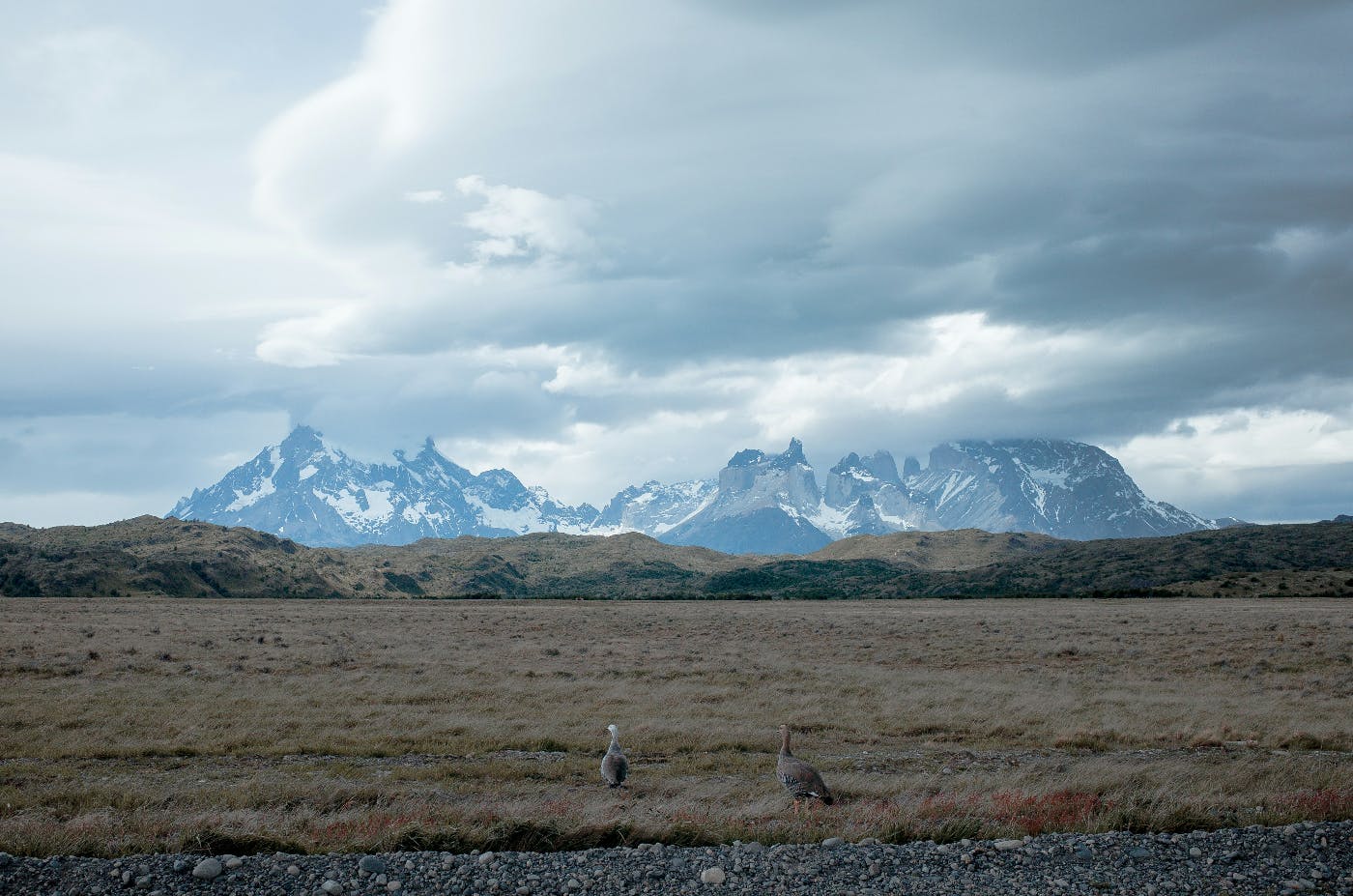 A grown field, snow covered mountains in the distance and two birds in the foreground