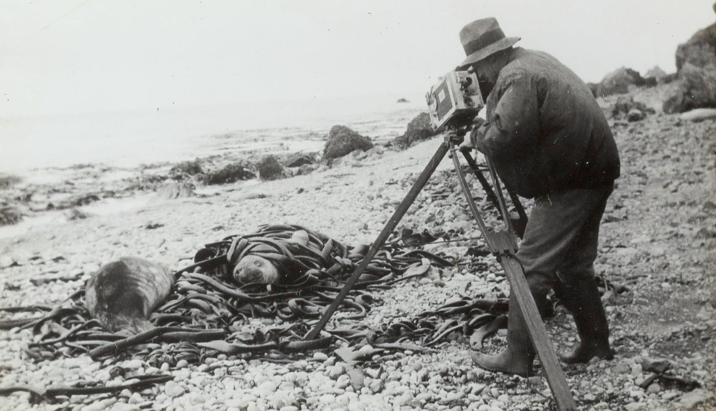 A man filming seals on a beach with an old fashioned camera and tripod