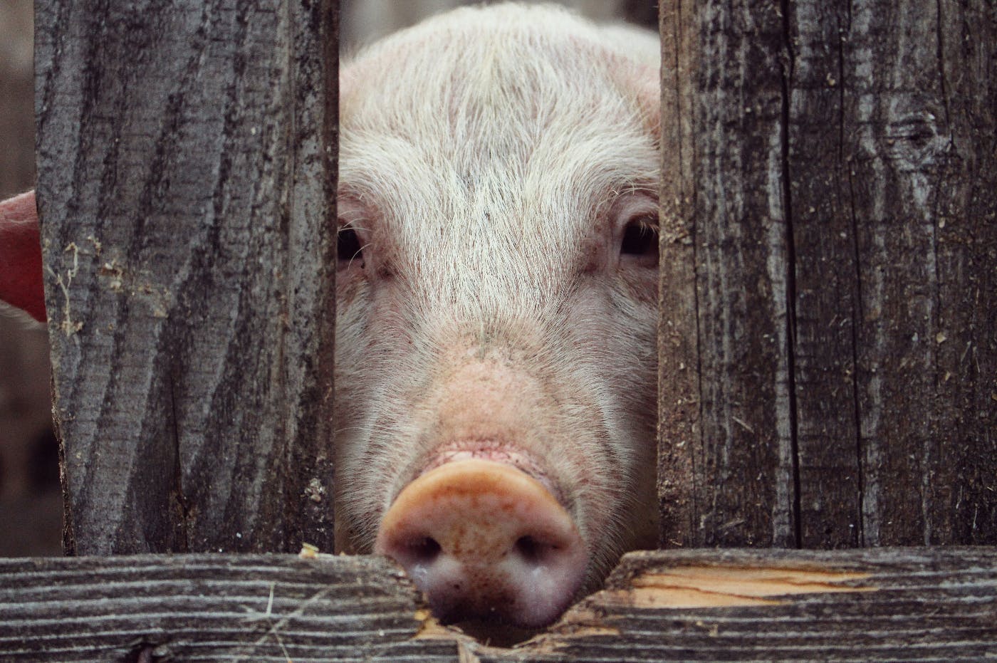 A pig looking through the slots of a wood fence