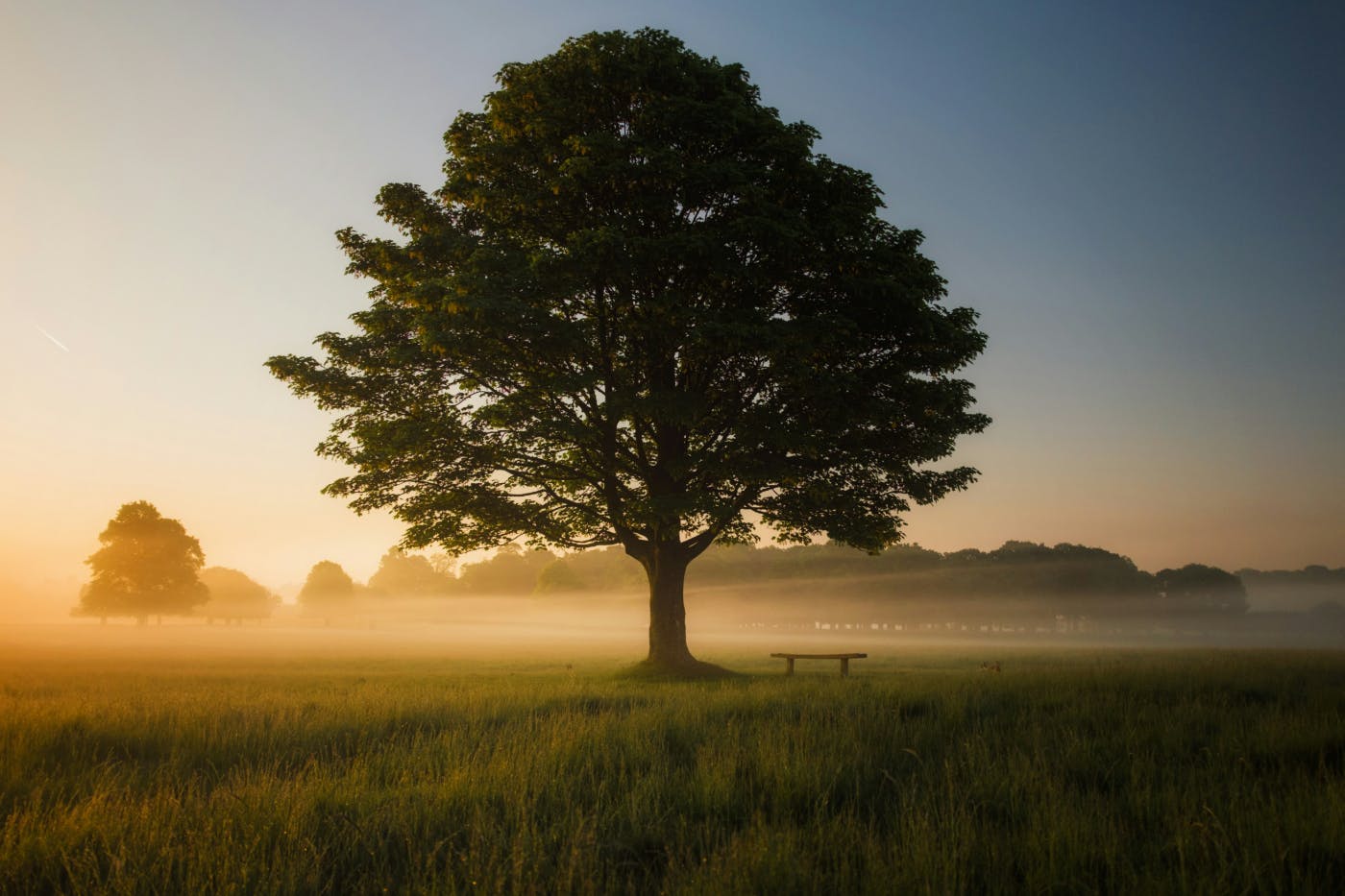 A bench next to a tree in a field with low ground fog