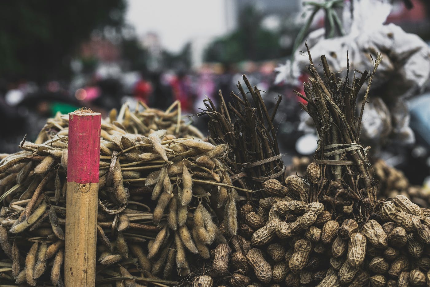 Raw peanuts on vines