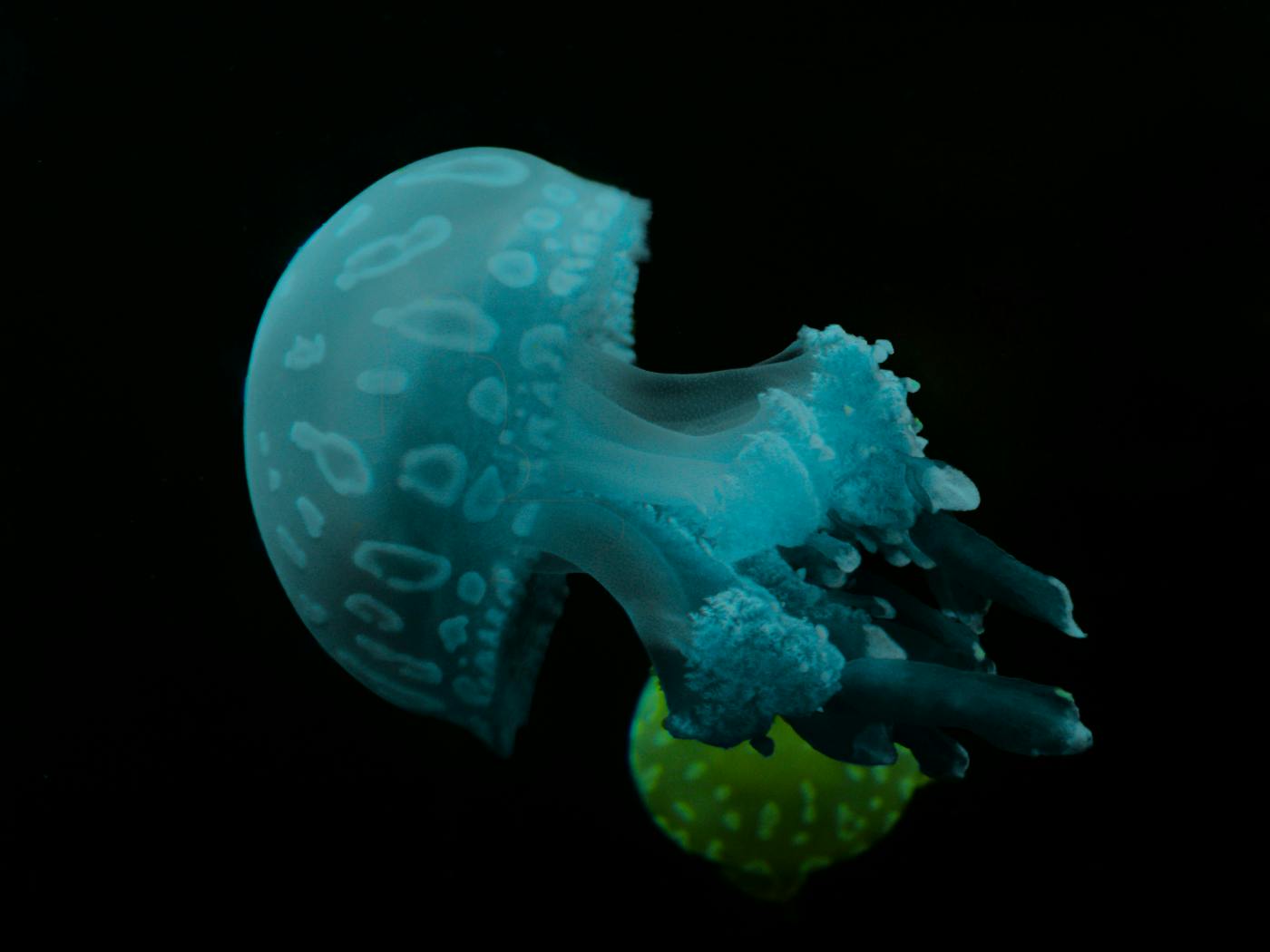 A blue jelly fish