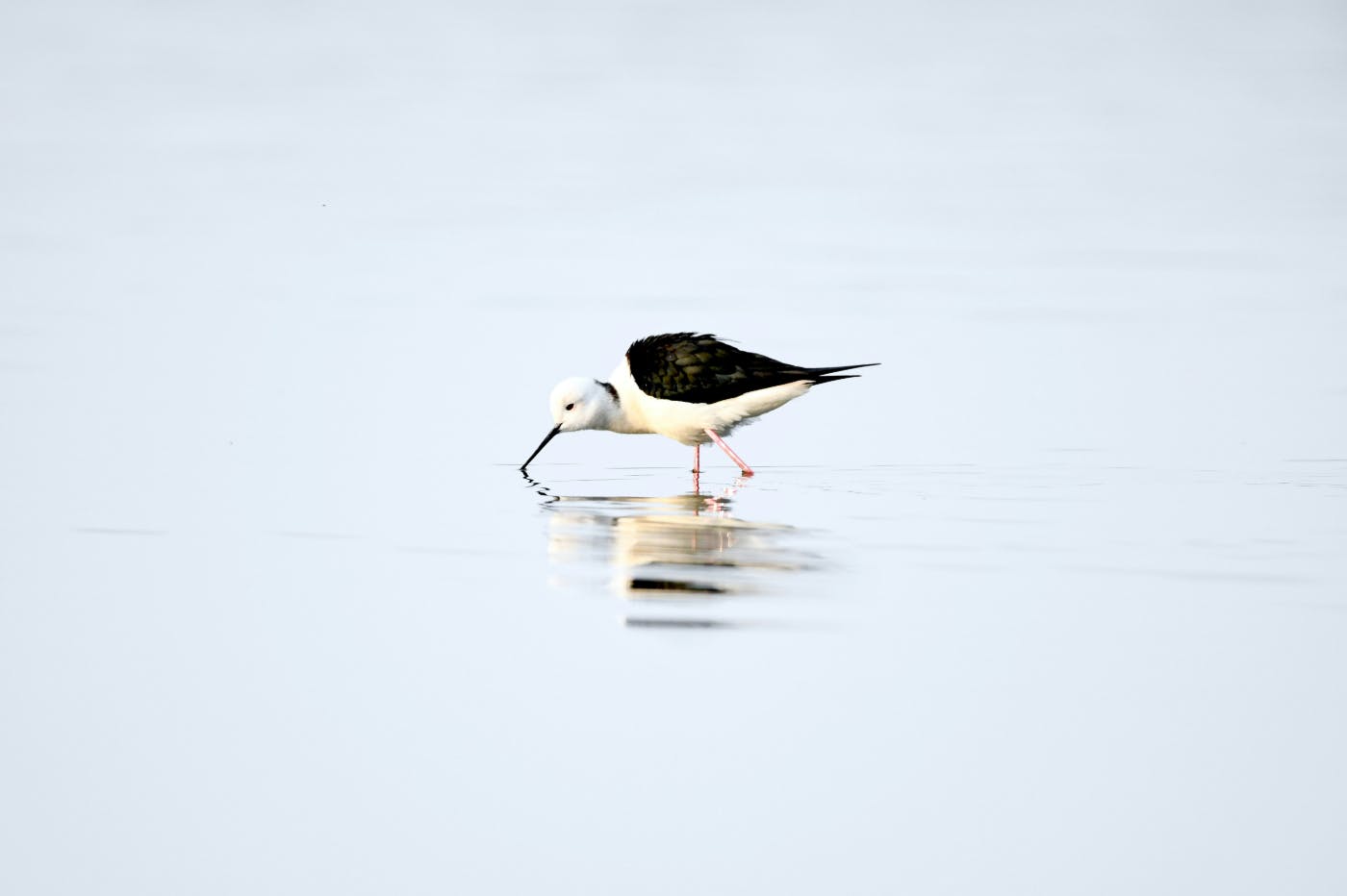 A black and white tern standing in water