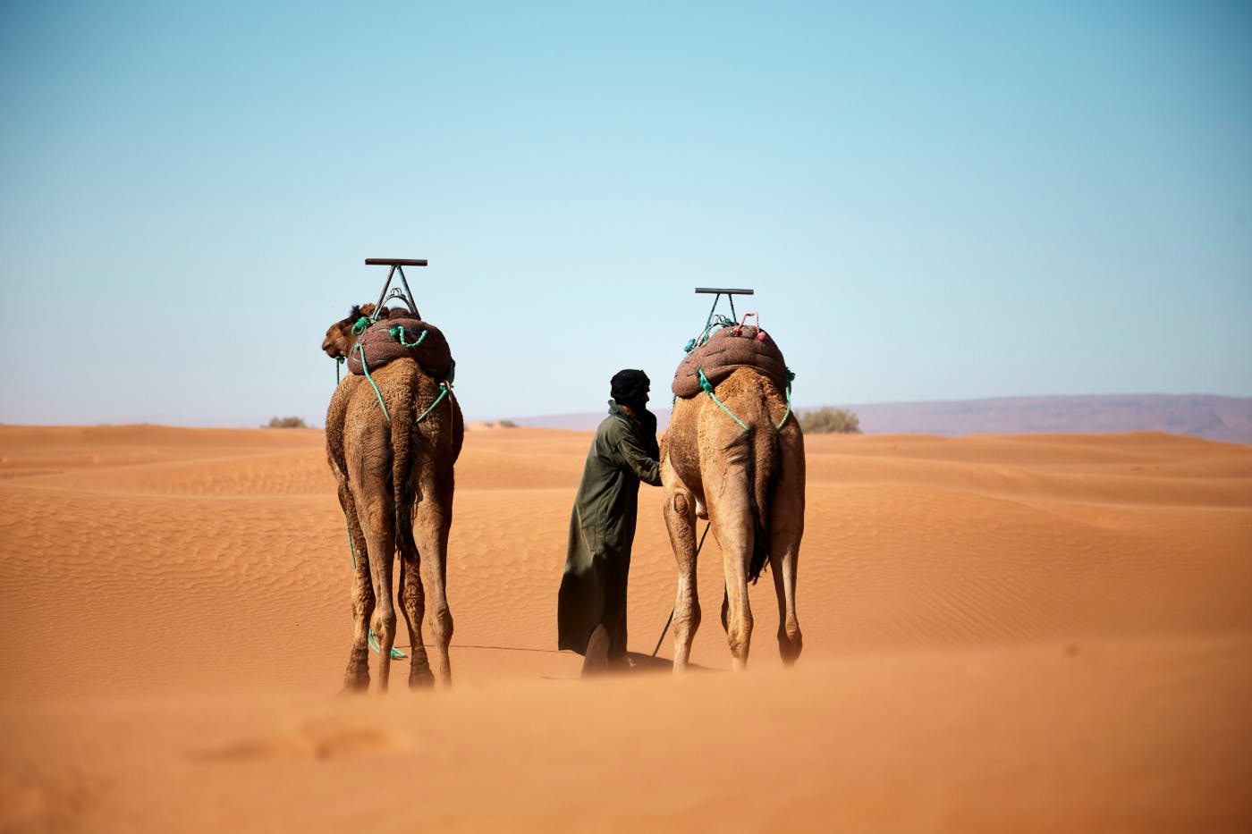 A man in the desert with two camels