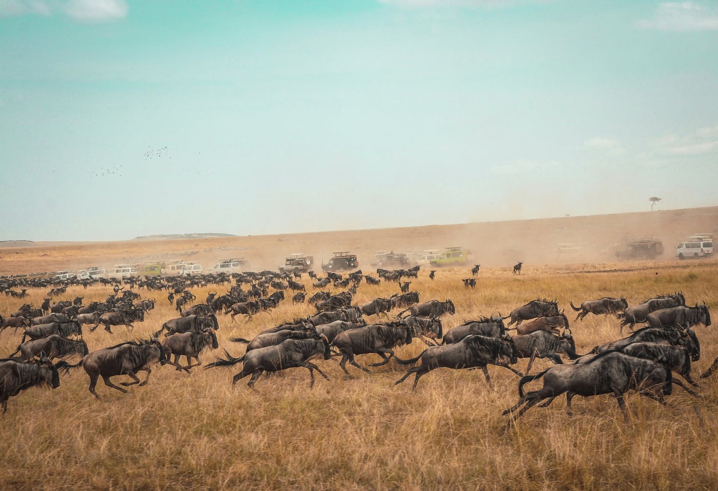 Wildebeest on the move