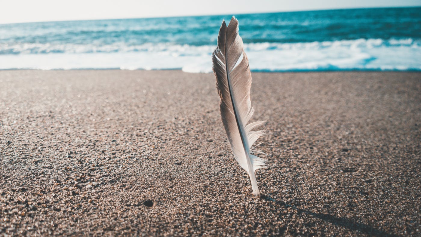 A white and gray feather stuck in the sand on a beach