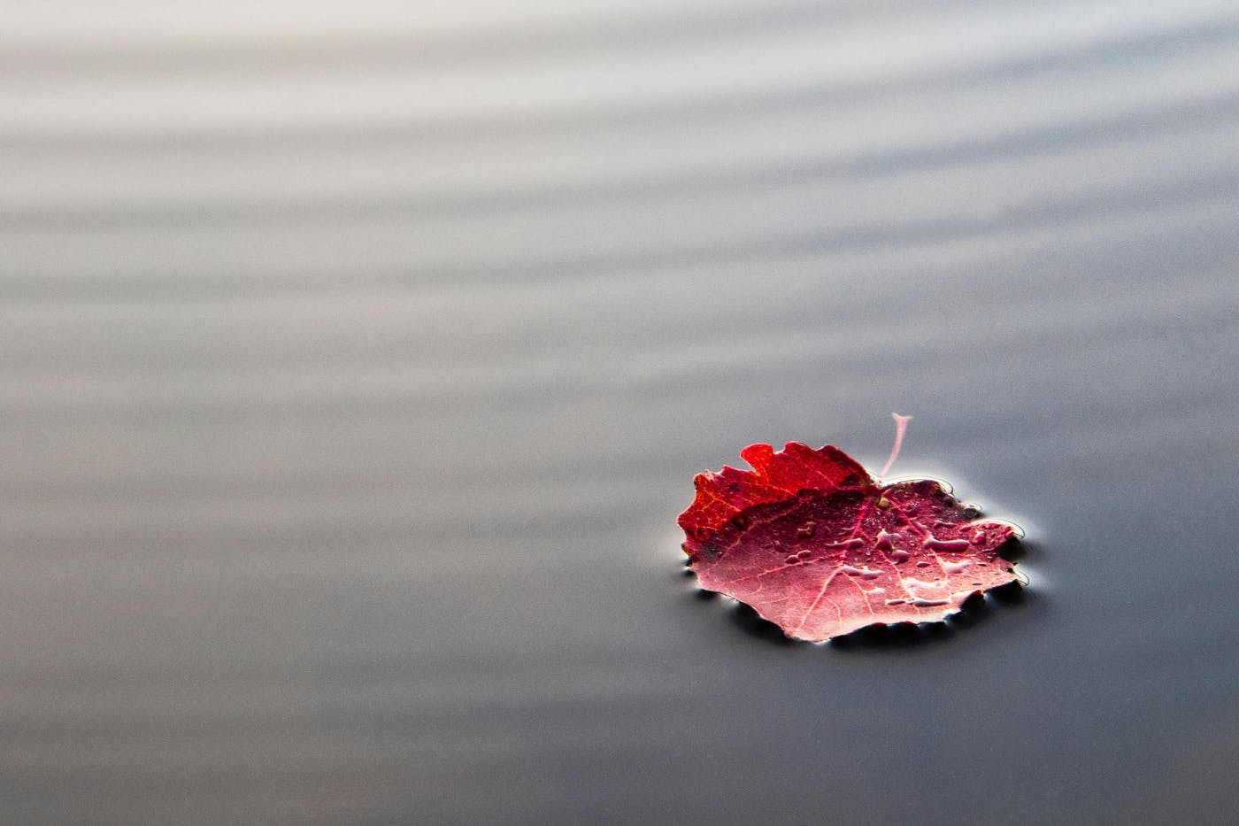 A red leaf floating on rippled water