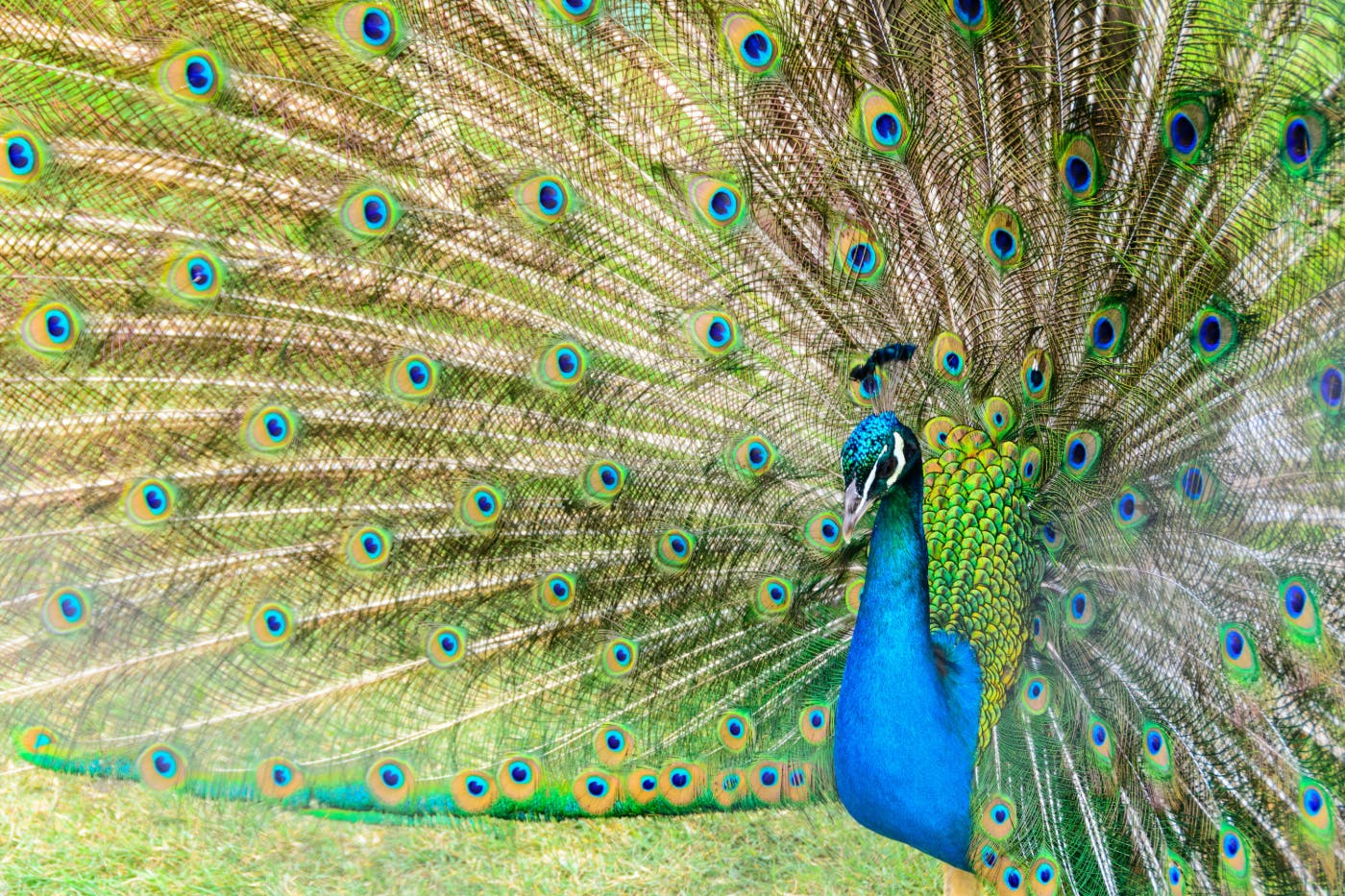 A peacock in full feather