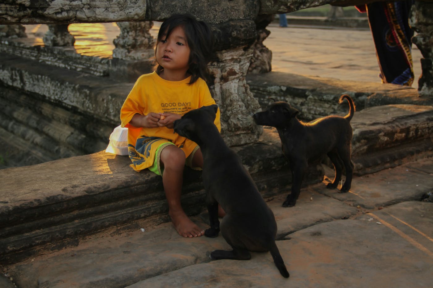 A little girl feeding two stray puppies on the streets