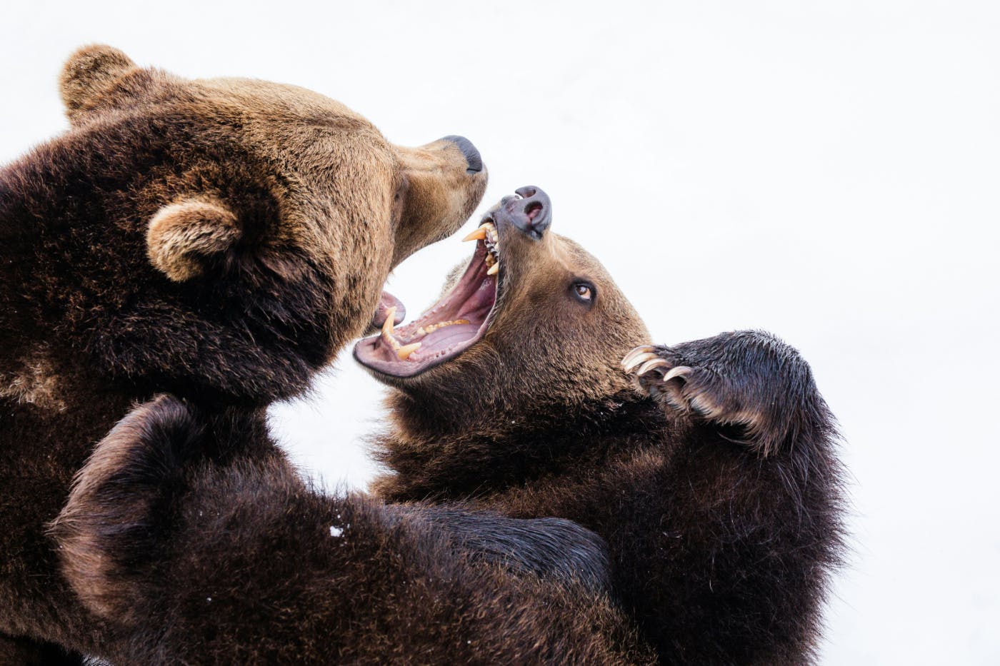 Two grizzly bears fighting