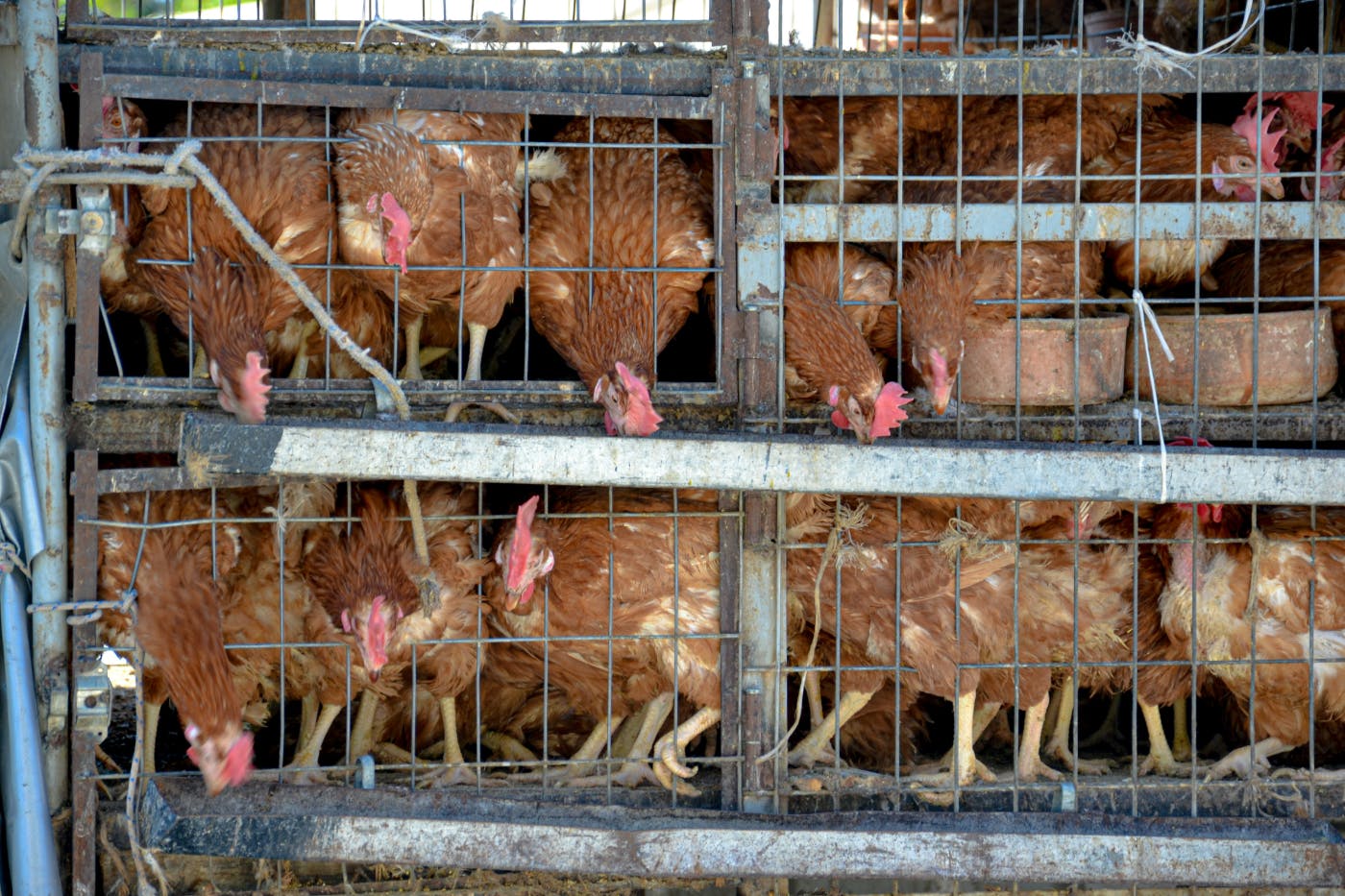 Too many chickens stuffed into cages