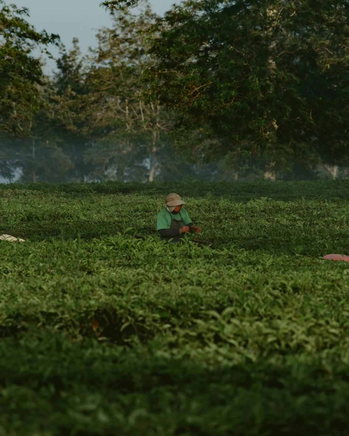 A man working in a tea field