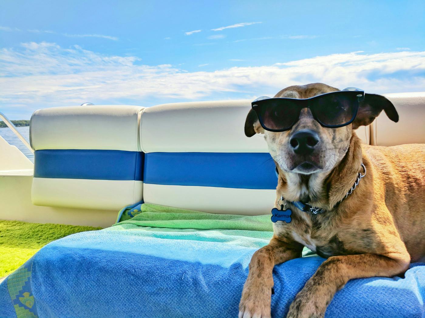 A dog wearing sun glasses on a blue towel